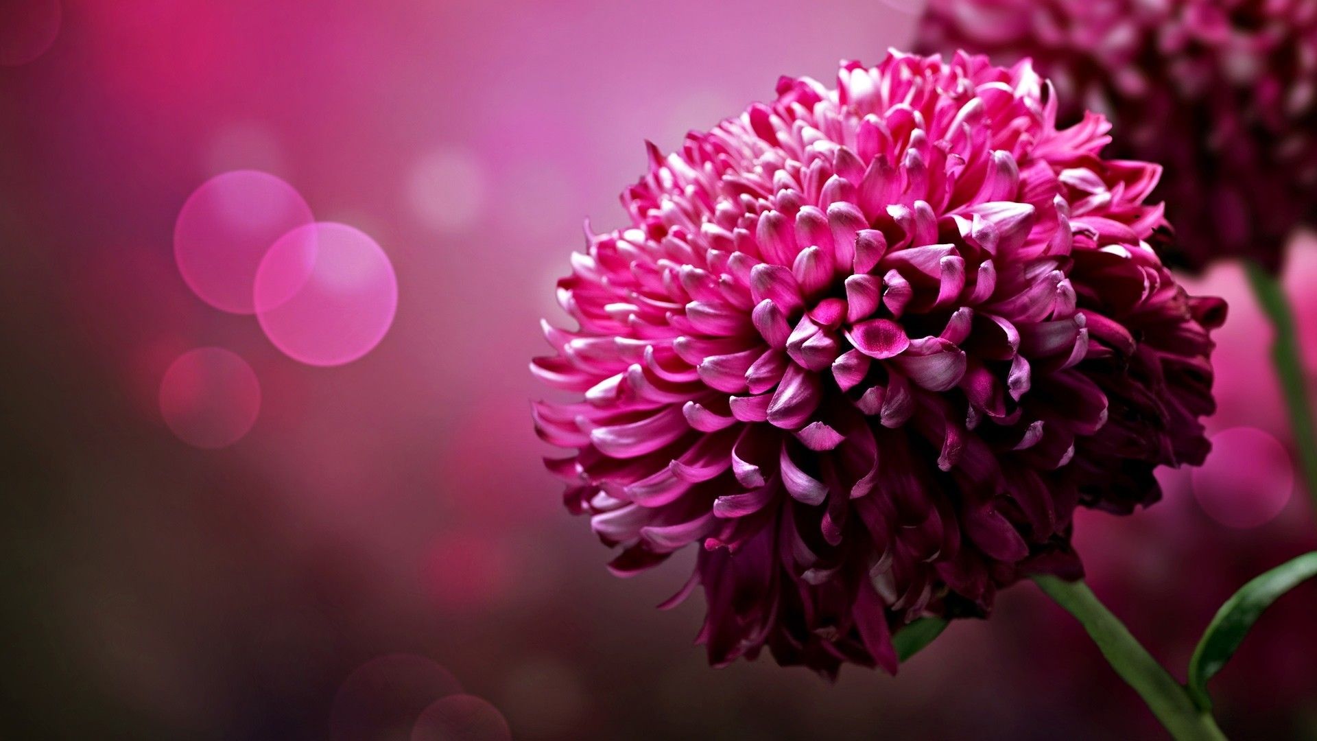 LATELIER DELISA Fleuriste Bonchamp Flower Hd Wallpaper Image 002